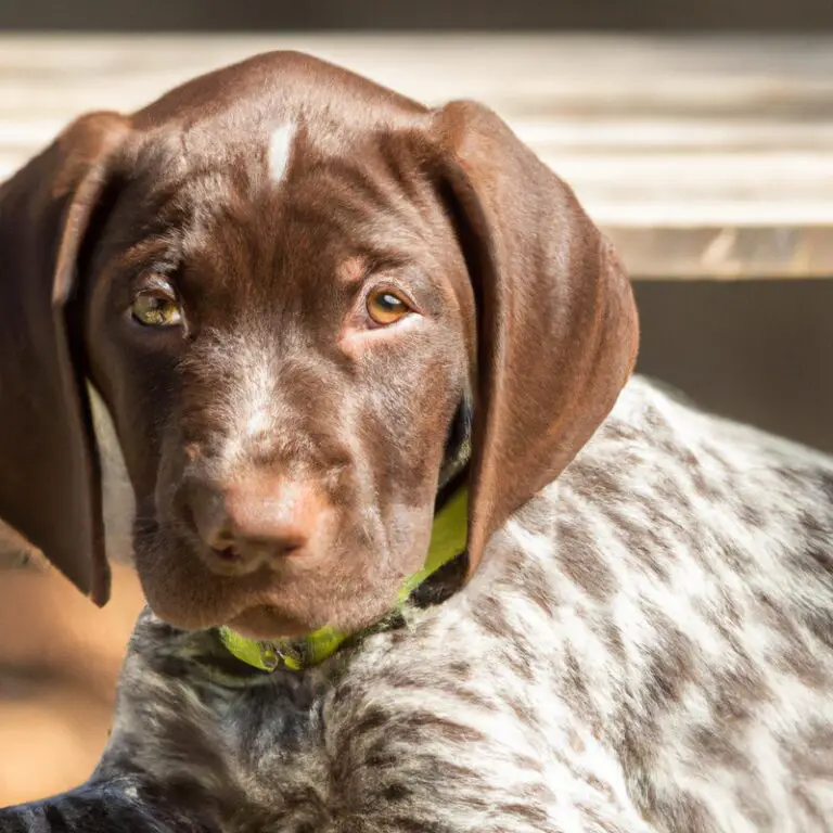Can a German Shorthaired Pointer Be Trained To Be a Hunting Dog Without Previous Experience?