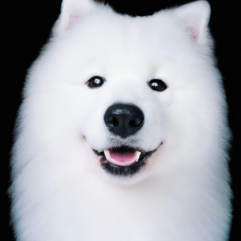 How To Create a Comfortable Sleeping Area For a Samoyed?