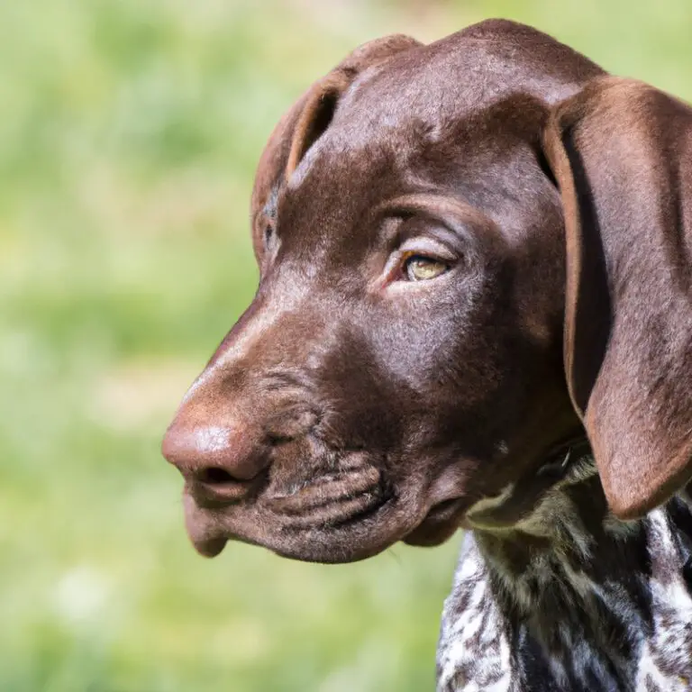 What Are The Best Methods For Crate Training a German Shorthaired Pointer Puppy?