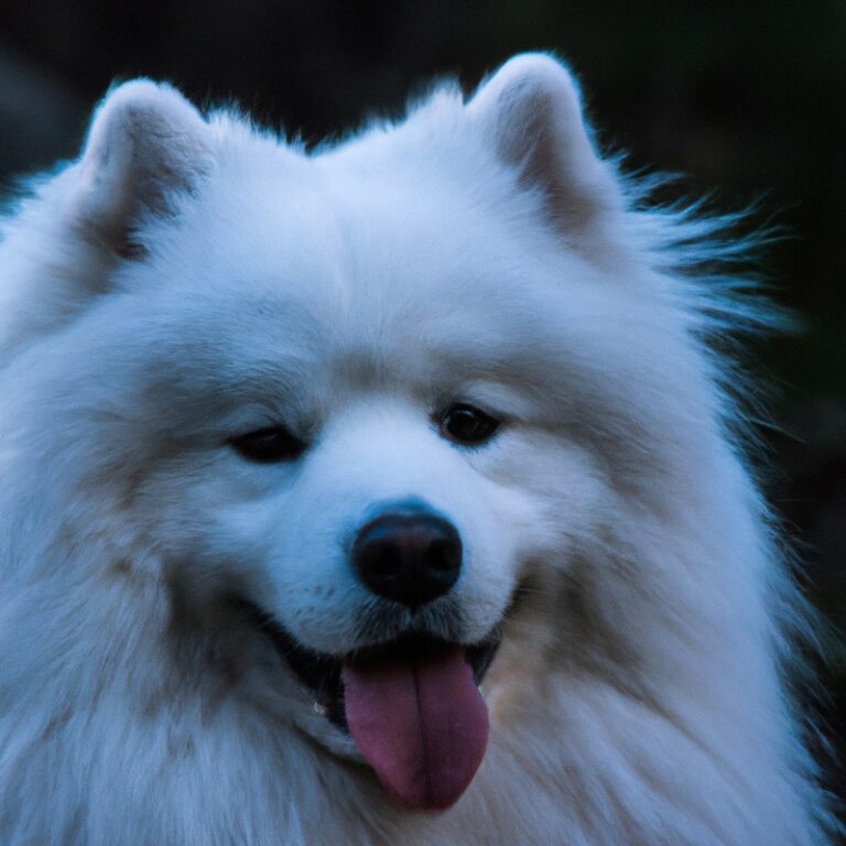 How To Identify Early Signs Of Dental Problems In Samoyeds?