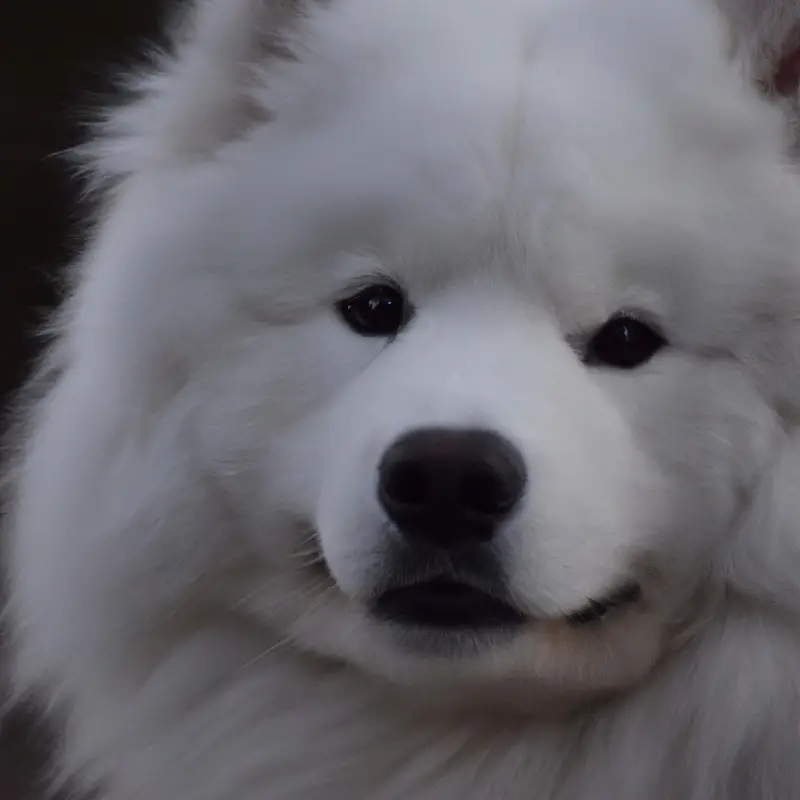 Determined Samoyed.