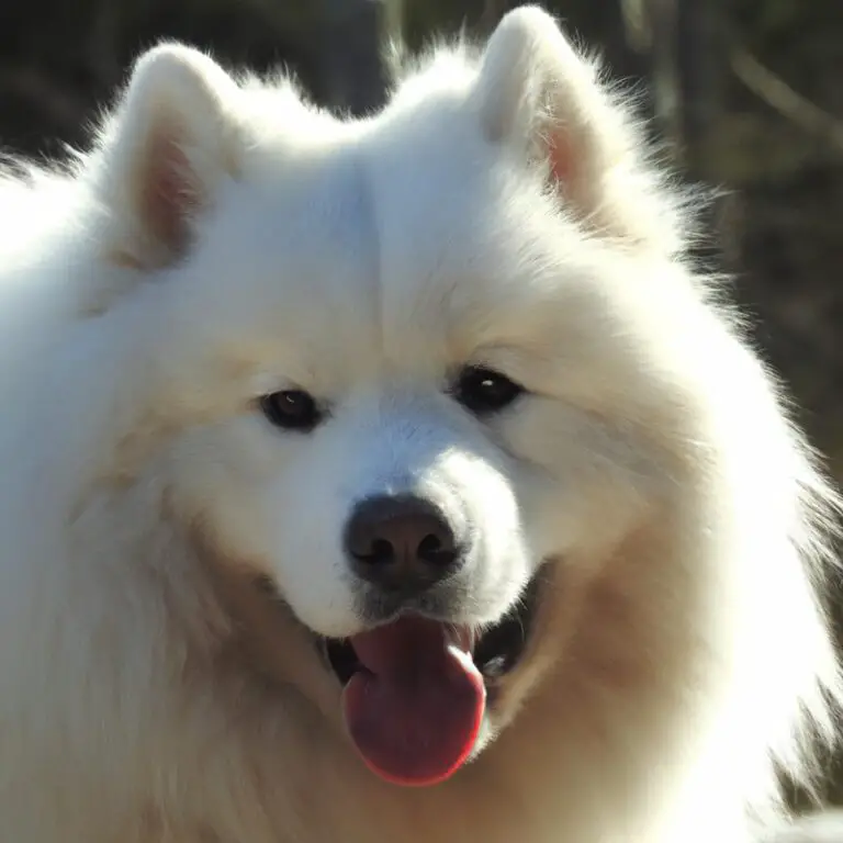 What Kind Of Diet Is Suitable For a Samoyed?