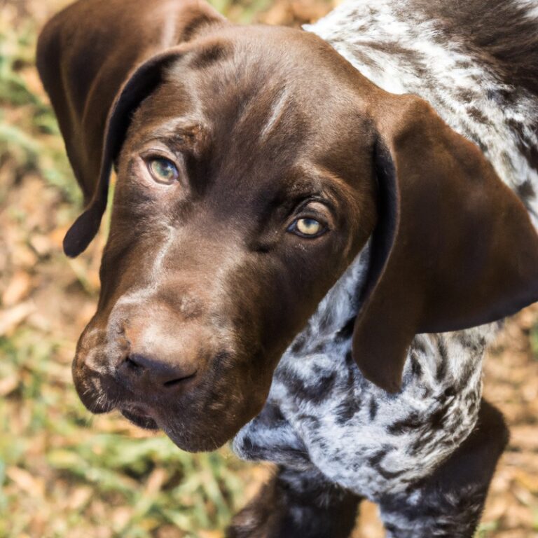 How Can I Prevent My German Shorthaired Pointer From Developing Food Allergies?