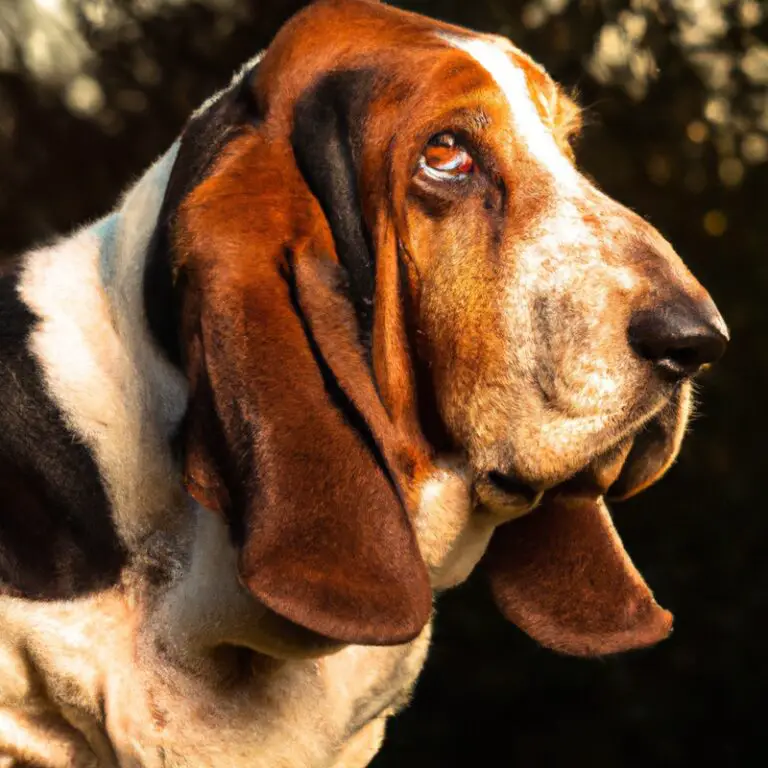 Are Basset Hounds Prone To Excessive Drooling?