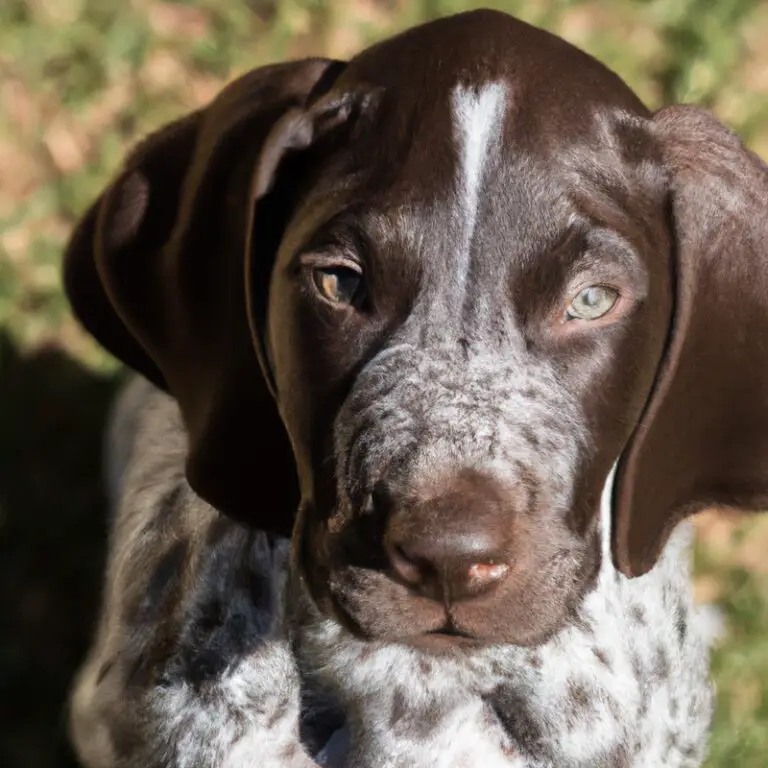 How Do I Introduce My German Shorthaired Pointer To New Environments?