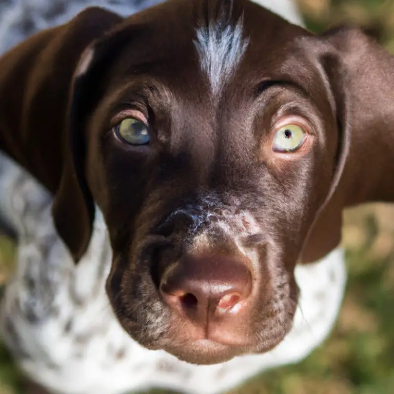 What Are The Signs That My German Shorthaired Pointer Needs More Mental Stimulation?