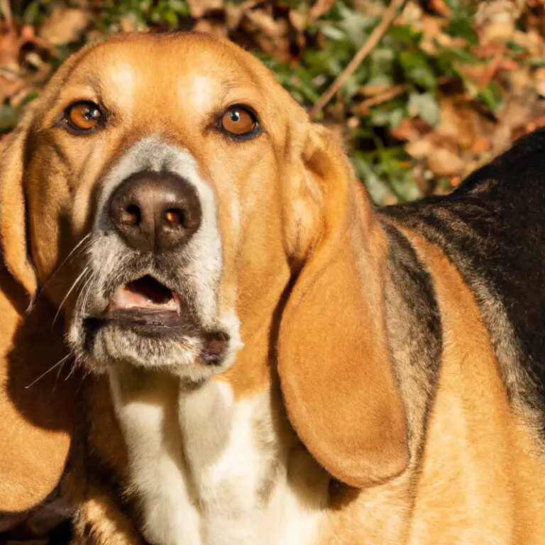 Can English Foxhounds Be Trained To Live With Cats?
