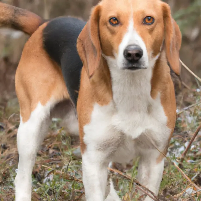 What Are The Different Coat Types Of English Foxhounds?