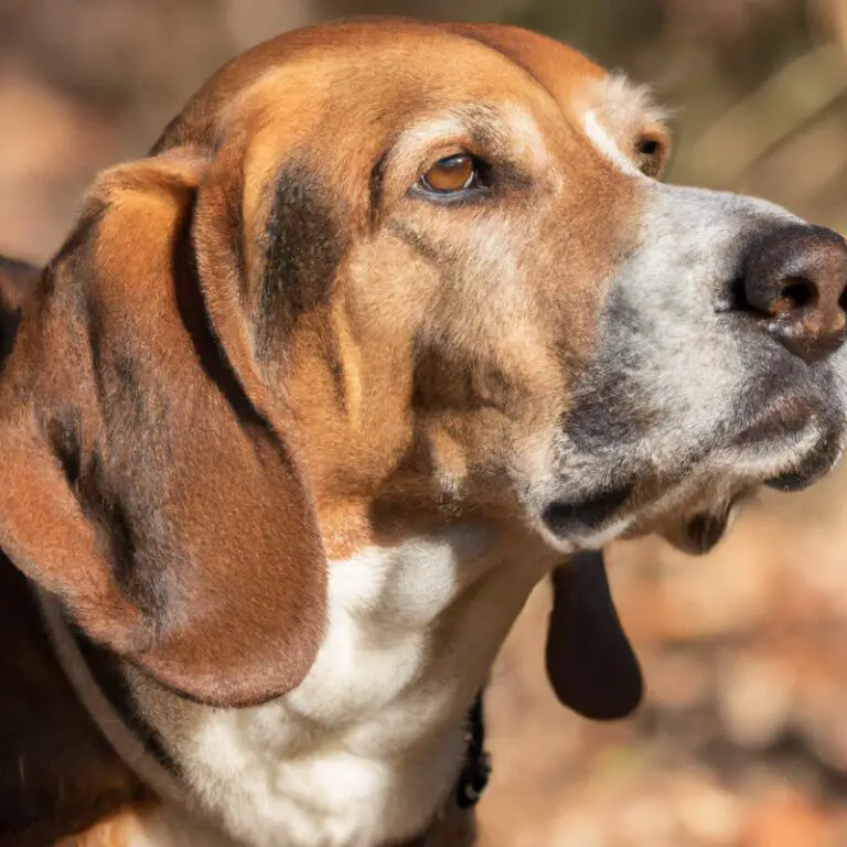 Can An English Foxhound Live In a Multi-Pet Household?