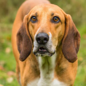 Picture Idea: How To Identify Signs Of Overexertion In English Foxhounds During