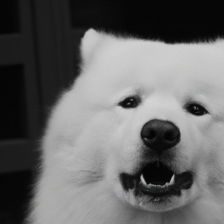 How To Handle Samoyed’s Fear Of Grooming Tools?