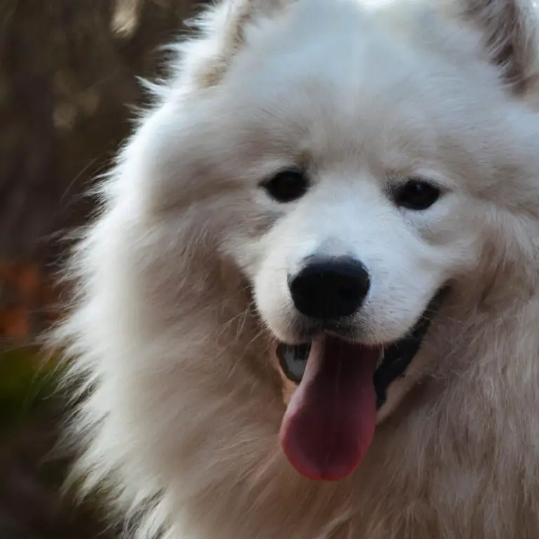 Are Samoyeds Hypoallergenic Dogs?