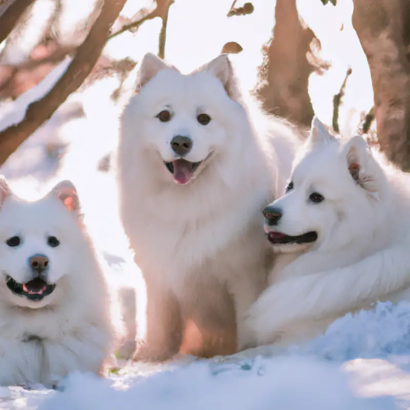 Fluffy white Samoyed dog