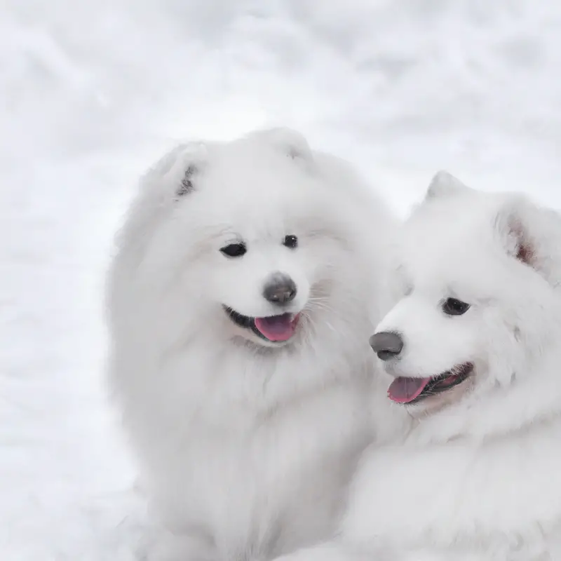 Fluffy white Samoyed