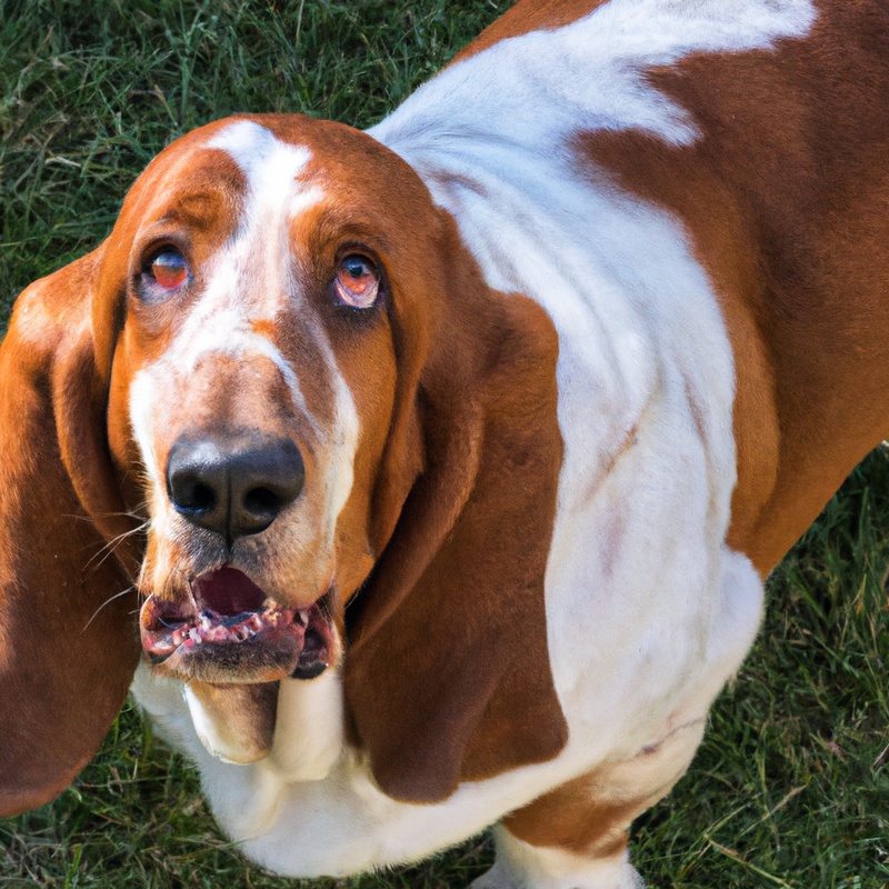 Friendly Basset Hound with pets.