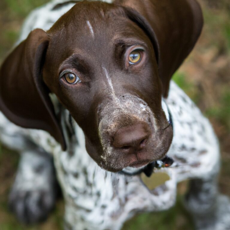 Are German Shorthaired Pointers Good With Other Pets Like Fish Or Turtles?