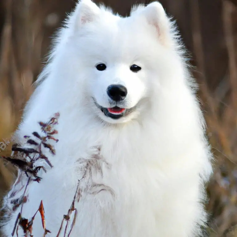 Are Samoyeds Good With Other Dogs?