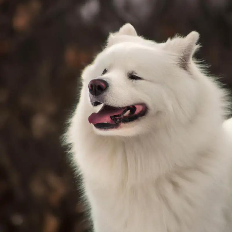 Friendly and fluffy dog.