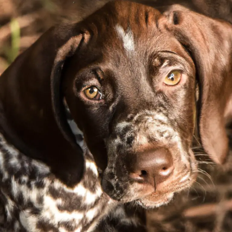 Can a German Shorthaired Pointer Be Trained To Be a Service Dog?