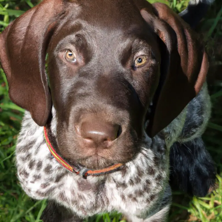 What Are The Best Mentally Stimulating Activities For German Shorthaired Pointers?