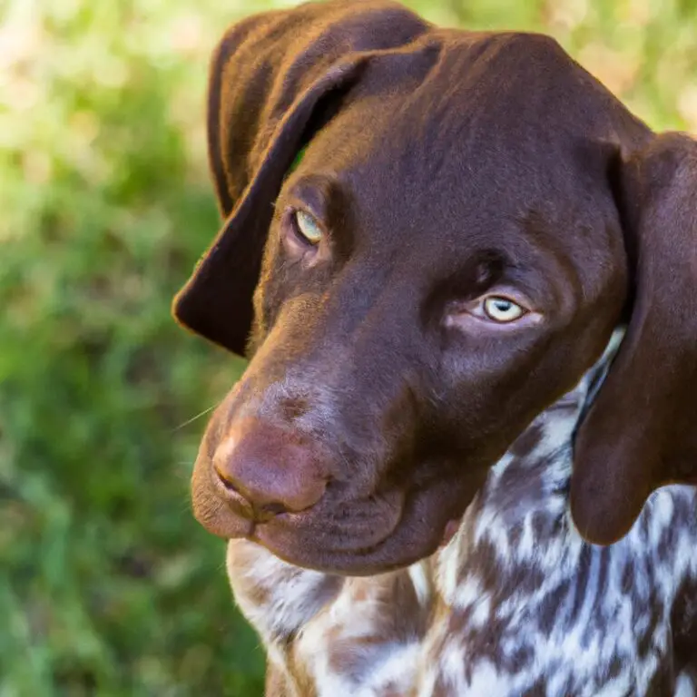 What Are The Best Mentally Stimulating Activities For German Shorthaired Pointers In The Summer?