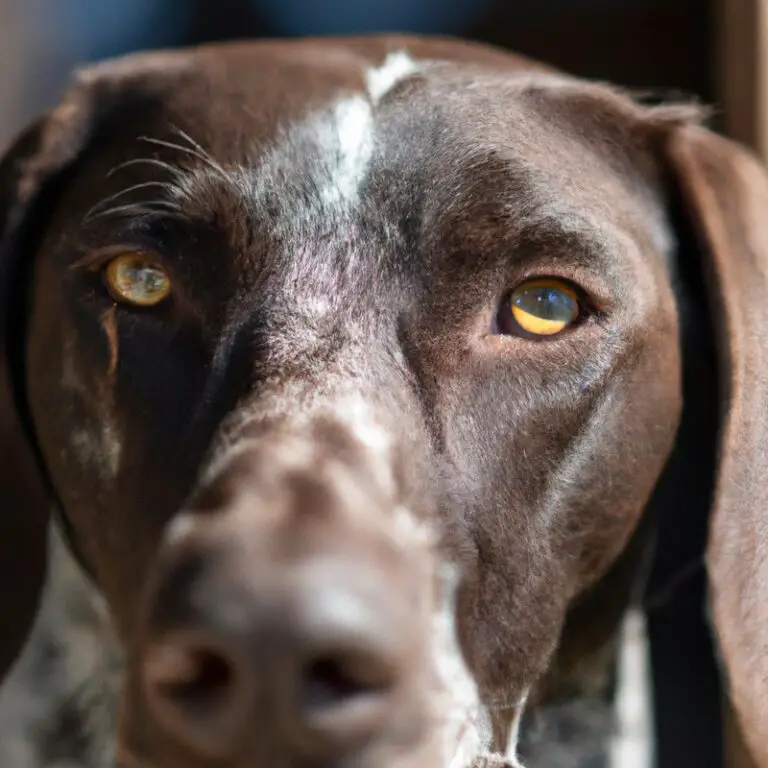 How Do I Train a German Shorthaired Pointer To Hunt?