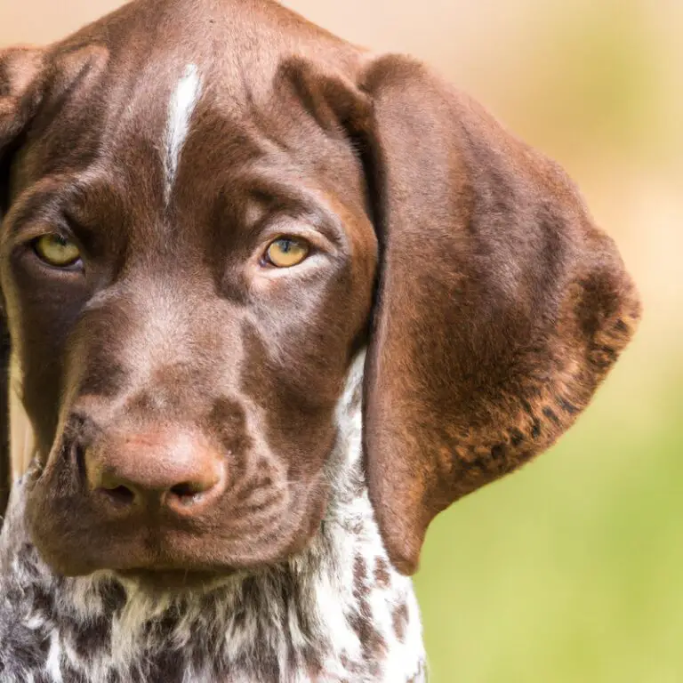 How Can I Prevent My German Shorthaired Pointer From Chasing Squirrels Or Birds In The Yard?