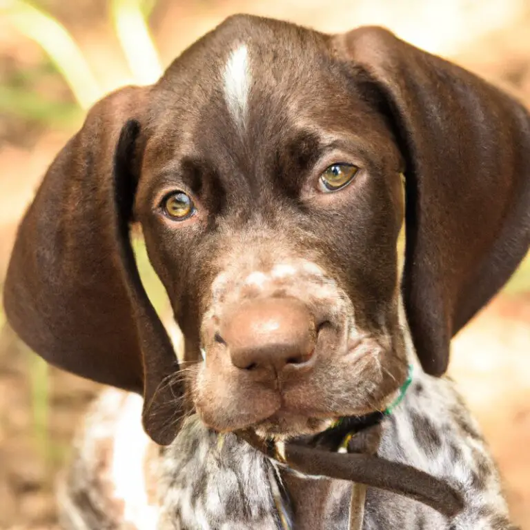 How Can I Prevent My German Shorthaired Pointer From Digging Holes In The Yard?