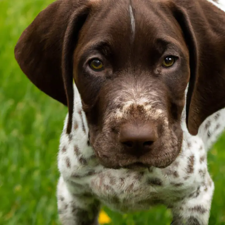 What Are The Key Considerations When Traveling With a German Shorthaired Pointer?