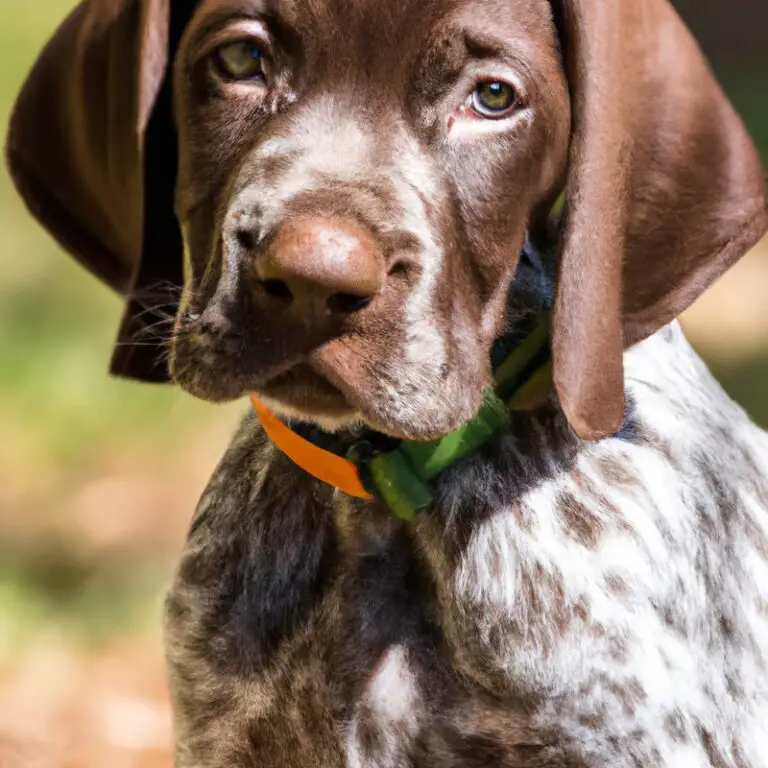 What Are The Best Mentally Stimulating Activities For German Shorthaired Pointers On Rainy Days?