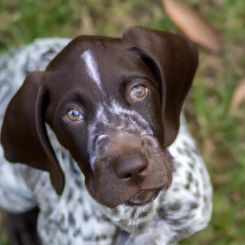 German Shorthaired Pointer stressed.