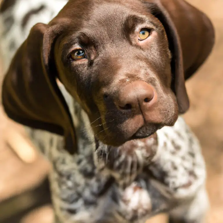 Can a German Shorthaired Pointer Be Trained To Be a Tracking Dog?