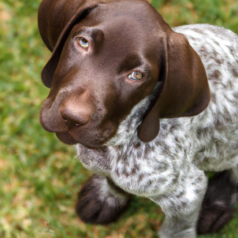 Are German Shorthaired Pointers Good With Other Pets Like Ferrets Or Hamsters?