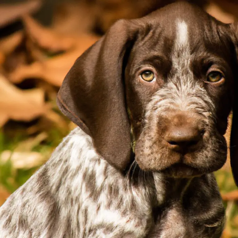 How Can I Keep My German Shorthaired Pointer’s Teeth Clean And Healthy?