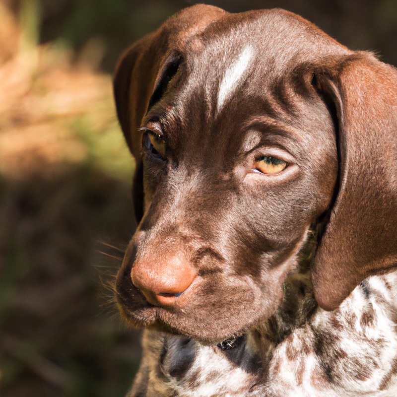 German Shorthaired Pointer with shiny coat.