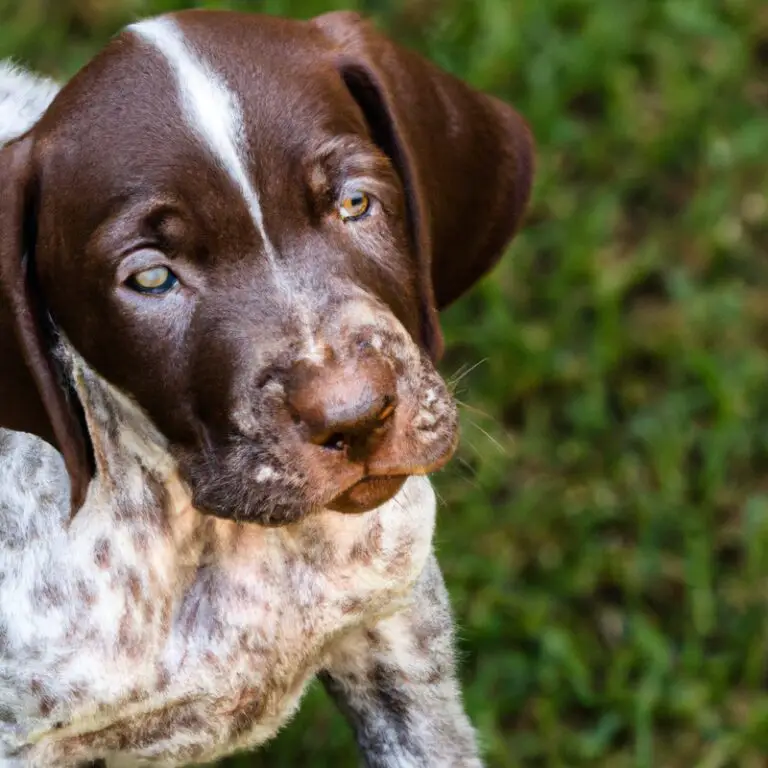 What Are The Signs Of a German Shorthaired Pointer Having Dental Problems Or Toothache?
