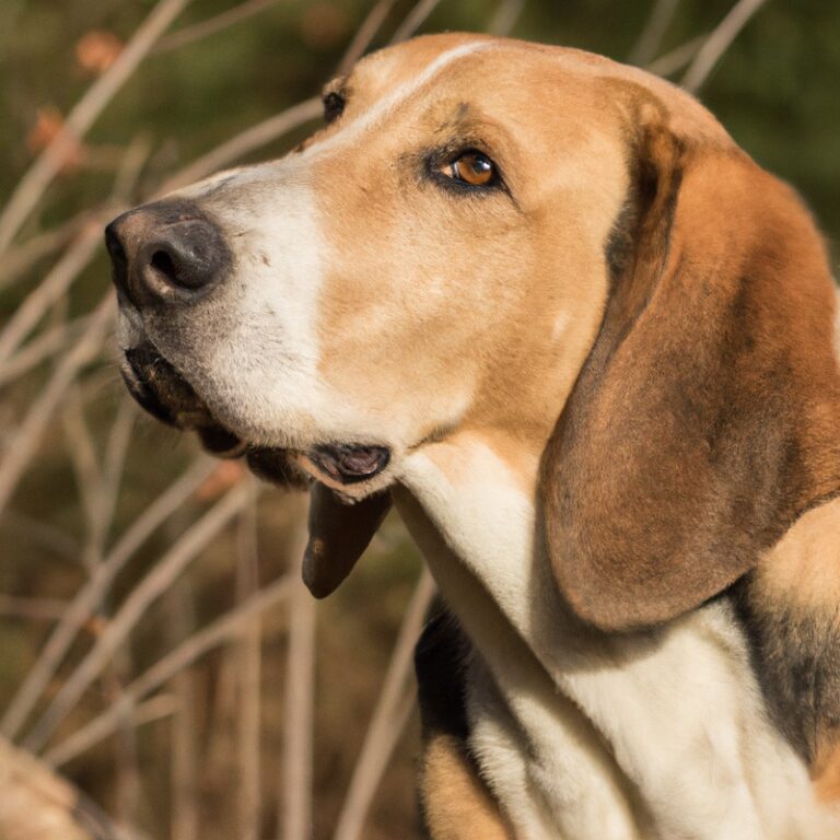 Can English Foxhounds Be Trained To Get Along With Other Dogs?