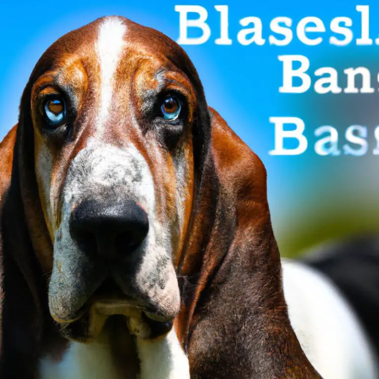 Do Basset Hounds Have a Strong Instinct To Protect Their Territory From Human Intruders?
