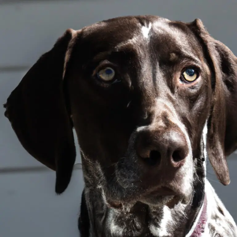 What Should I Consider When Choosing a German Shorthaired Pointer Breeder?