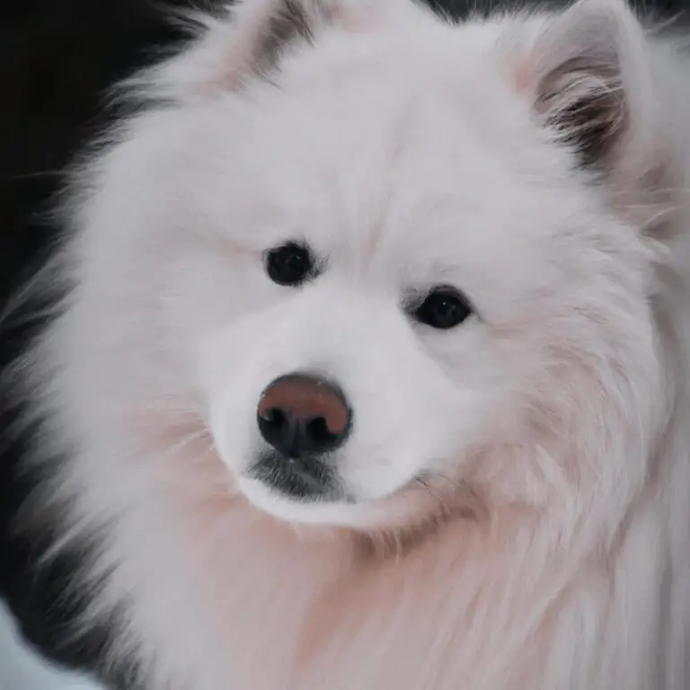 What Are The Exercise Requirements For a Samoyed?