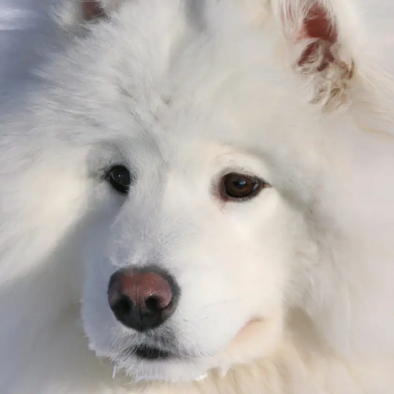 What Is The Best Age To Adopt a Samoyed Puppy?