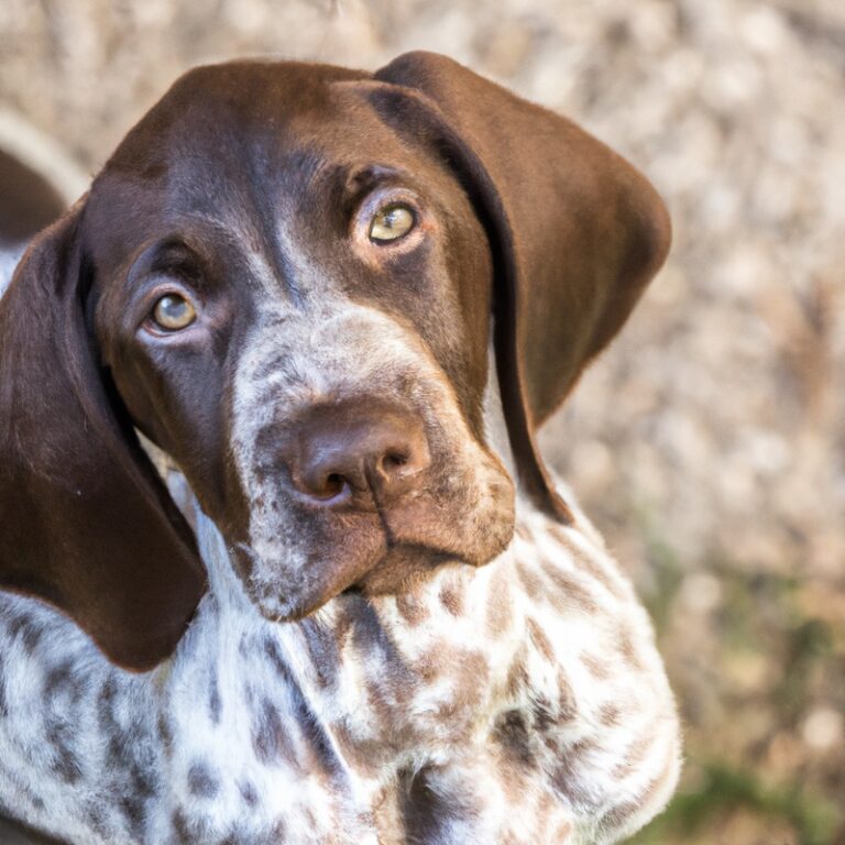 How Can I Keep My German Shorthaired Pointer’s Coat Healthy And Shiny?