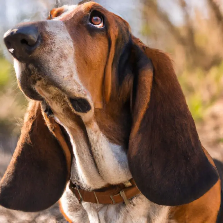 What Type Of Food Is Best For Basset Hounds?