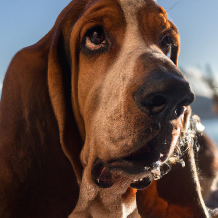 Are Basset Hounds Good For People With Allergies?
