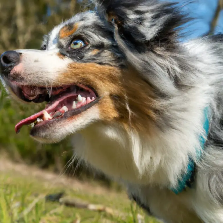 How Do Australian Shepherds Handle Being Left Alone In a House With a Dog Door?