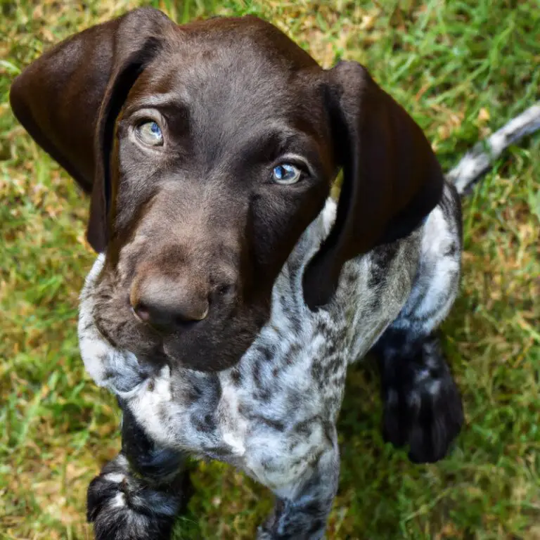 What Are The Best Interactive Toys For Mental Stimulation For German Shorthaired Pointers?