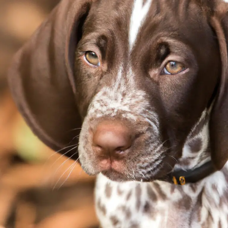 What Are The Best Mentally Stimulating Toys For German Shorthaired Pointers When Left Alone?