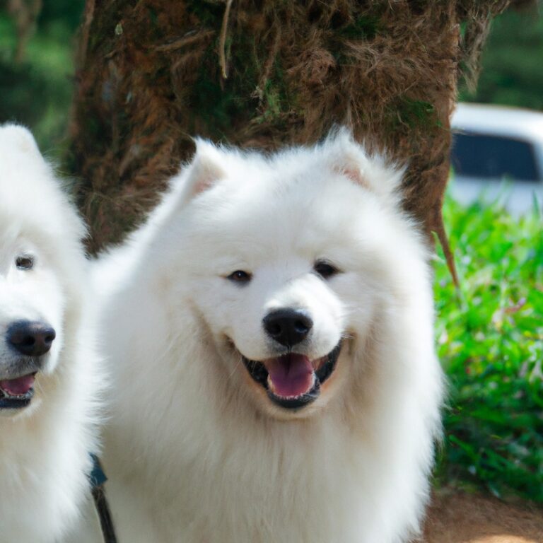 How Big Do Samoyed Dogs Get?