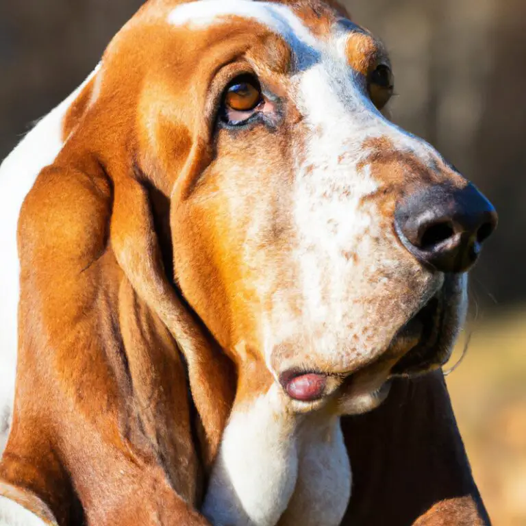 How Do Basset Hounds React To Being Left Alone For An Extended Military Tour?