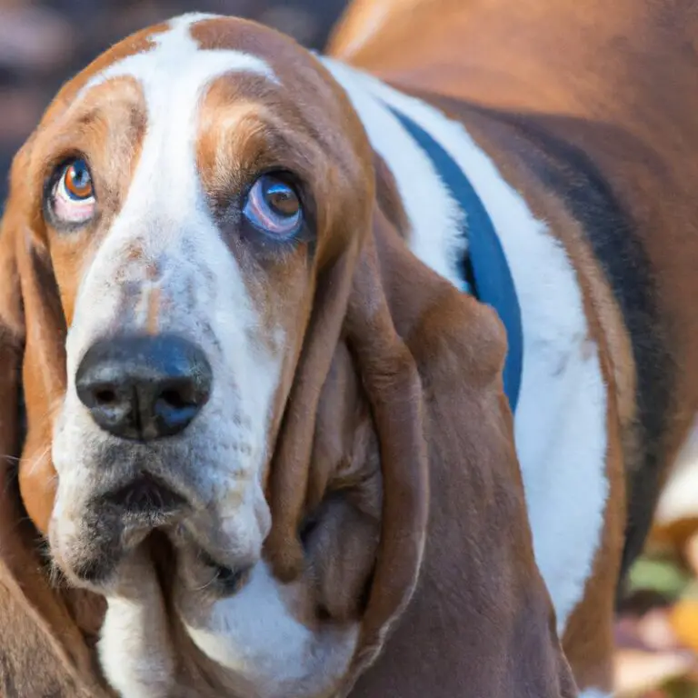 Do Basset Hounds Have a Strong Sense Of Loyalty?